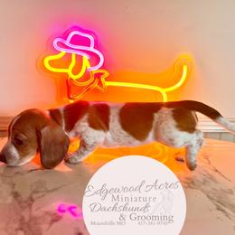Alice - Dachshund
