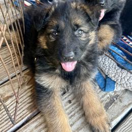 Puppy 2 will be named by new owner - Bi-color male German Shepherd puppy in Shelbyville, Tennessee from What a Heart Wants
