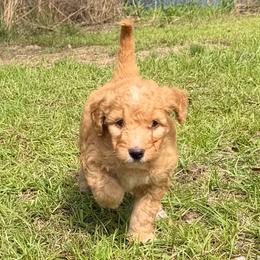 Robin - Apricot female Goldendoodle puppy in Pittsburg, Texas from Grace Springs Goldendoodles