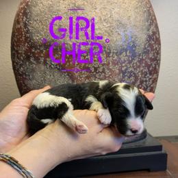 Cher - Black and white female Bernedoodle puppy in Cambridge, Minnesota from Country Meadow Doodles