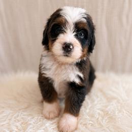 Lucy - Tri-color female Bernedoodle puppy in Travelers Rest, South Carolina from Bernedoodle.do