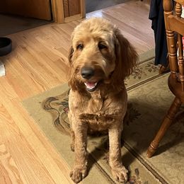 Ruby - Goldendoodle