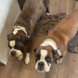 Stoli - Boxer