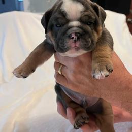 Elvis - Blue tri-color male Bulldog puppy in Lakeland, Florida from Fur Love And Puppies