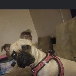 Pug All Grown Up from Pug Life