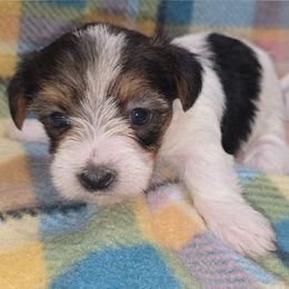 Parti - Parti female Yorkshire Terrier puppy in Lakeland, Florida from You Me & The Yorkies