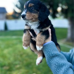 Pongo - Black tri-color male Aussiedoodle puppy in Rexburg, Idaho from Madeline Wendt