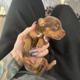 Girl 2 - Chocolate and tan female Dachshund puppy in Madison, Wisconsin from SK Dashing  Dachshunds