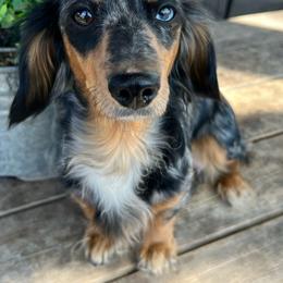 Ella - Dachshund