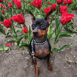 CH Hundeholz Misea - Black and rust female Miniature Pinscher puppy in Mount Pleasant, Michigan from Hundeholz