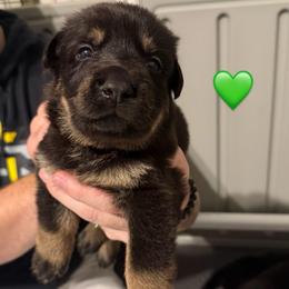 Green Collar Girl - Bi-color female German Shepherd puppy in Universal City, Texas from Jaxinhaus German Shepherds
