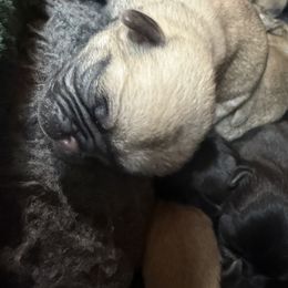 Fawn 2 - Fawn male Pug puppy in Saugus, Massachusetts from Pug Puppies of Boston