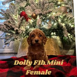 Dolly - Goldendoodle puppy in Missouri from B&C Goldendoodles