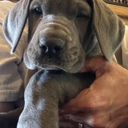Great Dane Puppies from BkB’s House of Danes