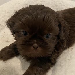 Boy 1 - Chocolate male Shih Tzu puppy in Riverside, California from AKC Shih Tzu of California
