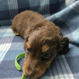 Green boy - Chocolate and tan male Dachshund puppy in Jackson's Gap, Alabama from Lake Martin Doxies