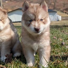 Cadbury - Red and white male Siberian Husky puppy in Coshocton, Ohio from Wyant Farms