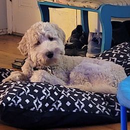 Nash - Goldendoodle