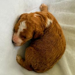 Matthew - Red  male Goldendoodle puppy in Urbana, Illinois from ZaraDoodles