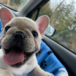 French Bulldog Puppies from BigStar French Bulldogs