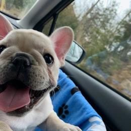 French Bulldog Puppies from BigStar French Bulldogs