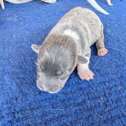 Minnie May Barry - Gray and white female American Corgi puppy in Shawnee, Oklahoma from Sunray Ranch