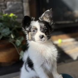 Boy 2 - White black and tan male Papillon puppy in Shirley, Arkansas from Lucky Pups