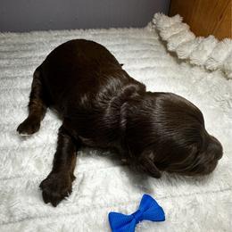 Ford - Brown male Bernedoodle puppy in Horseshoe Bend, Idaho from Over the Moon Poodles and Doodles