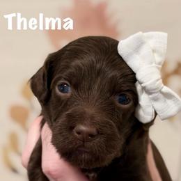 White Collar - Chocolate female Goldendoodle puppy in Blanchard, Oklahoma from Dream Doodles by Dondi