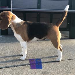 Beagle and Dalmatian Puppies from Dreamworks Dalmatians