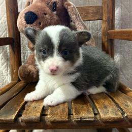 Apollo - Gray and white male American Corgi puppy in Decatur, Texas from Bar S Corgis