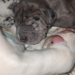 Merle Female - Merle female Great Dane puppy in Gig Harbor, Washington from Lakaya Danes