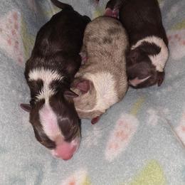 Mercy - Liver and white female Cardigan Welsh Corgi puppy in Bland, Missouri from Shadey Lane Corgis