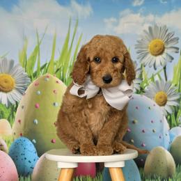 Wimberly's Silver Boy - Apricot male Goldendoodle puppy in Kountze, Texas from Texas Doodles LLC