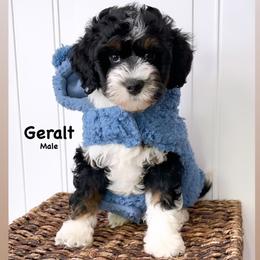 Bernedoodle, Cavapoo, Goldendoodle, and Poodle Puppies from Gypsi Doodles & Poodles