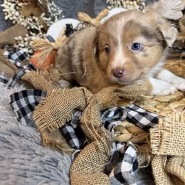 Jade - Red merle female Miniature Australian Shepherd puppy in California from Eagle River Aussies