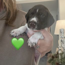 Hank - Green Collar - Liver and white male German Shorthaired Pointer puppy in Conroe, Texas from Tipsy Rabbit GSP TopDog Kennel