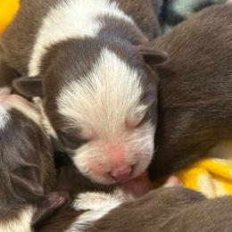 Marlowe - White and red female Border Collie puppy in North Lakeport, California from Wild Rose Ranch