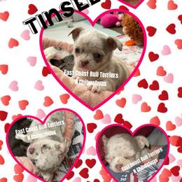 Tinsel - Merle female Chihuahua puppy in Kannapolis, North Carolina from East Coast Bull Terriers N Chihuahuas