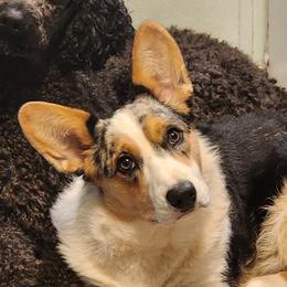 Perdita - Cardigan Welsh Corgi