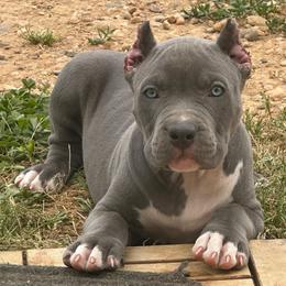 Thanos - Blue male American Bully puppy in Union County, North Carolina from XLRG BULLIES