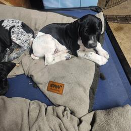 Boy 2 - Black and white male German Shorthaired Pointer puppy in North Syracuse, New York from Lake Effect GSP's