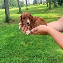 Lincoln - Red  male Goldendoodle puppy in Brookville, Pennsylvania from Woodland Mountain Doodles