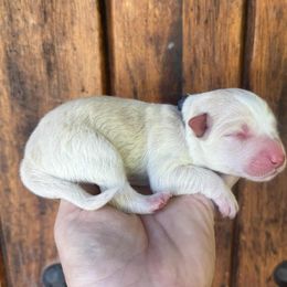 Blue - Gold male Border Collie puppy in Mariposa, California from Team Reeves Ranch