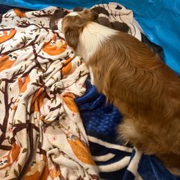 Girl 2 - Red tri-color female Australian Shepherd puppy in Plummer, Idaho from Rebel Aussies/Wild Critter Ranch