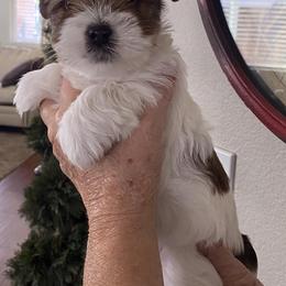 Yorkshire Terriers from Parti Paw Yorkies