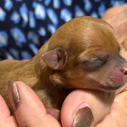Girl 2 - Fawn female Chihuahua puppy in Leesburg, Florida from Mystic Angels Chihuahuas