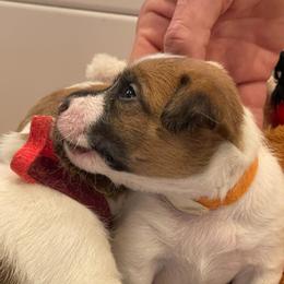 Golden Retriever and Jack Russell Terrier Puppies from Shelby Burleson's Golden Retrievers and Jack Russell Terriers