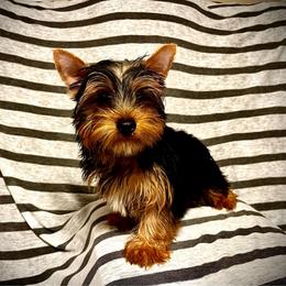 Roy (boy 1) - Black and tan male Yorkshire Terrier puppy in San Antonio, Texas from CISCOK9