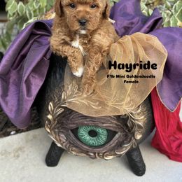 Bernedoodle, Cavapoo, Goldendoodle, and Poodle Puppies from Gypsi Doodles & Poodles